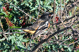 Spotted Towhee